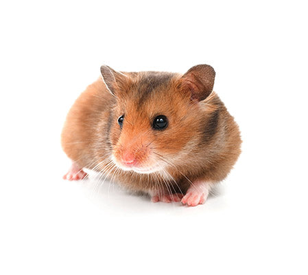 Hamster other Small Animals